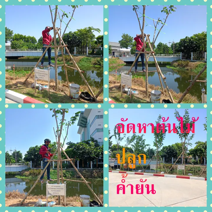 รับตัดหญ้า ตัดแต่งไม้ประดับ รับดูแลสวน รับจัดสวน