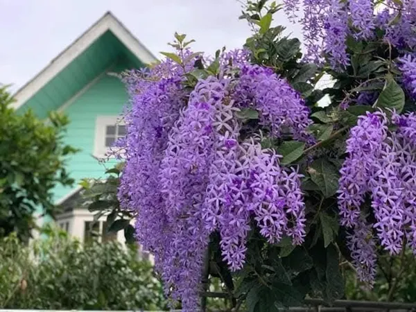 ขายบ้านสวน ไทรน้อย นนทบุรี (2.2 ลบ ลดจาก 2.65 ลบ) พร้อมไม้ดอกผลไม้ มีวิวทุ่งนา ใกล้วัดมะสง ไม่ไกลจากกรุงเทพฯ โทร 0852619