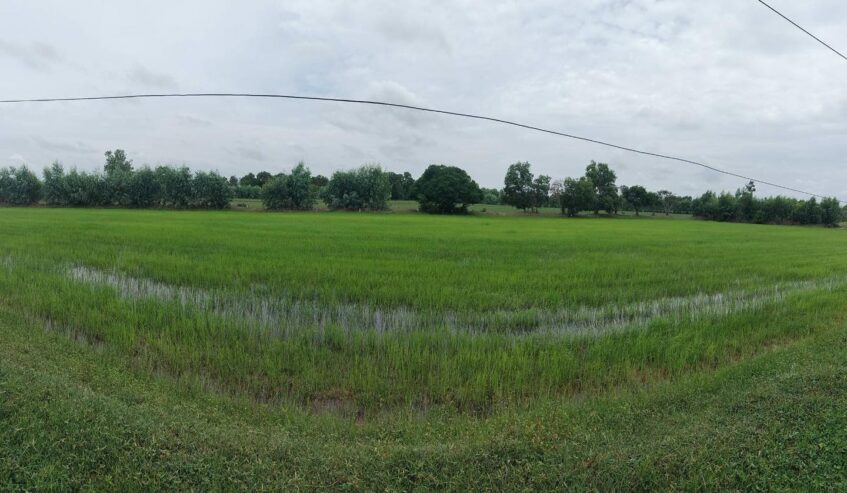 ขายด่วน ที่นา 33 ไร่ บ้านส้มโฮง ตำบลหินกอง อำเภอสุวรรณภูมิ จ.ร้อยเอ็ด